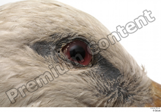Black stork eye 0004.jpg